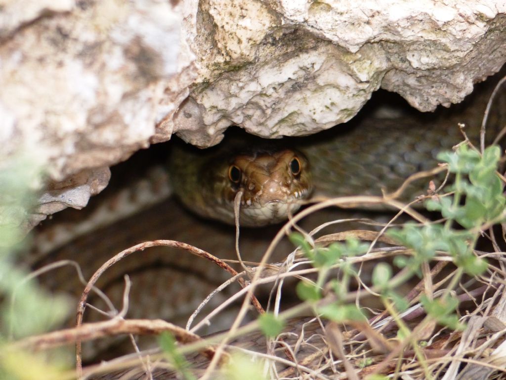 Colubro di Lampedusa Malpolon insignitus